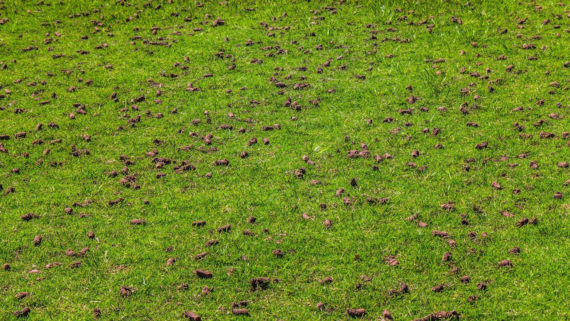 Revitalize Your Lawn: The Core Benefits of Core Aeration