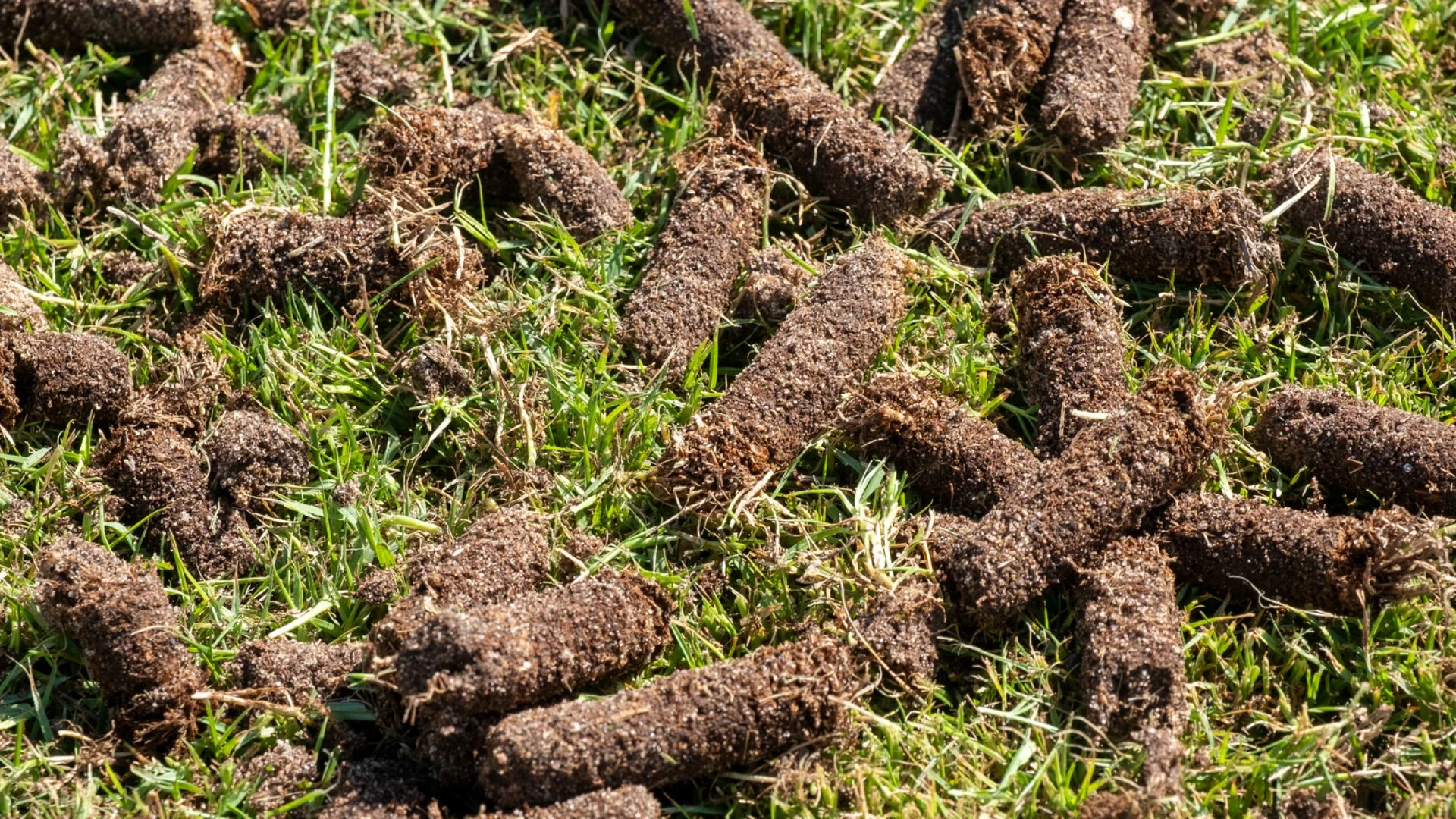 What Are Some Reasons to Schedule a Core Aeration Service?