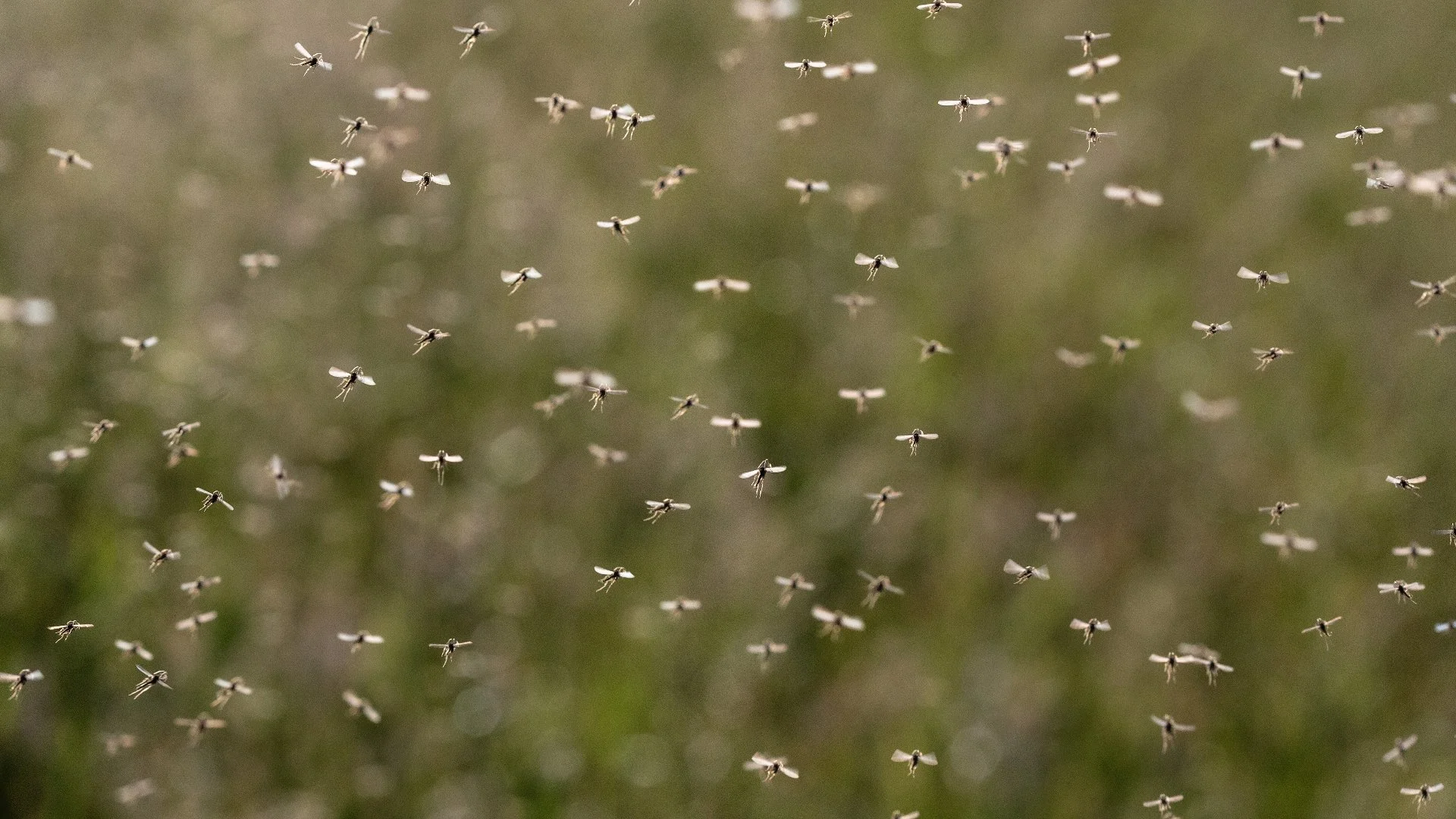 4 Things You Can Do to Help Keep Mosquitoes Away From Your Property