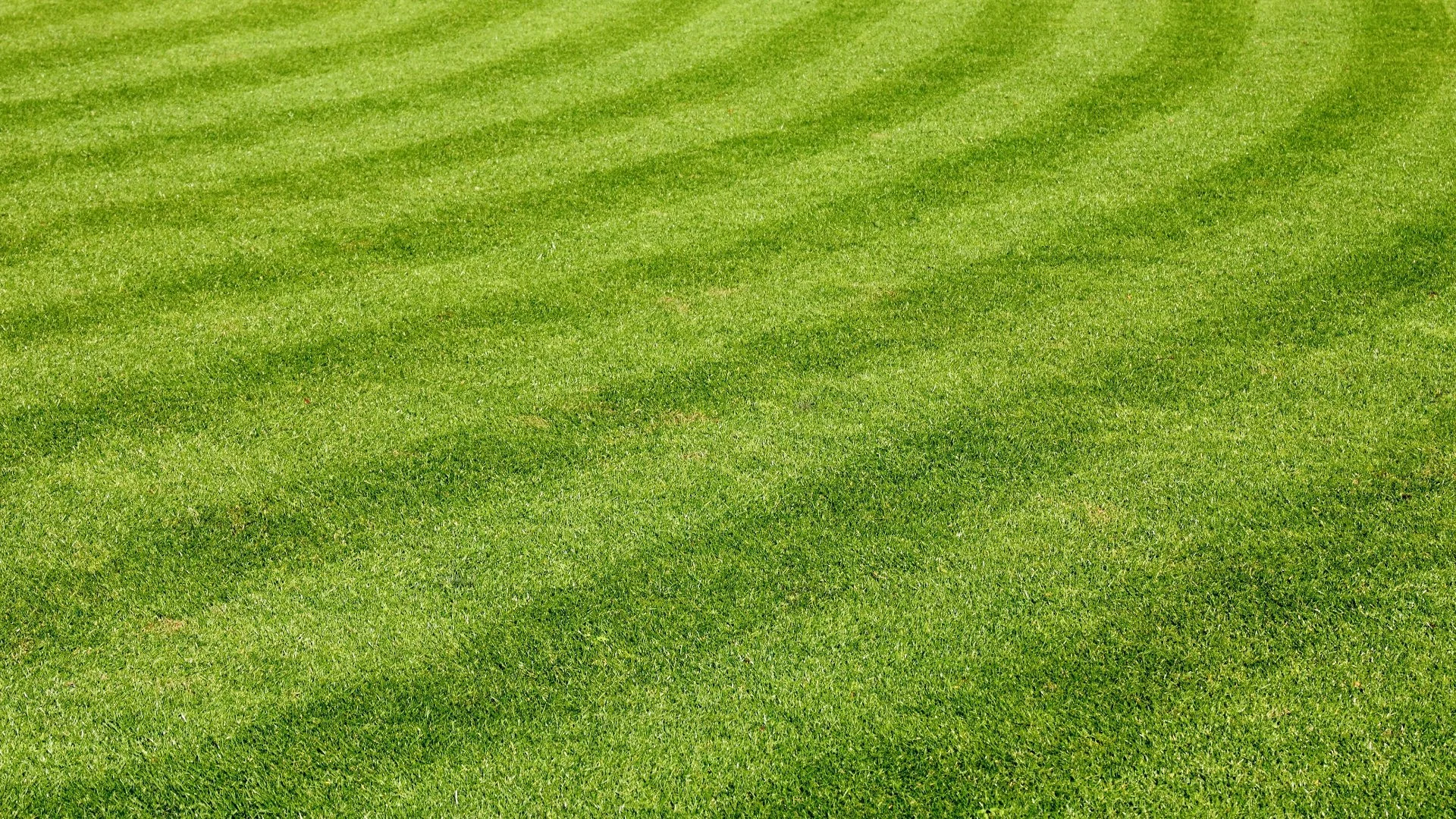 Trim it Right: Mastering the Art of Crepe Myrtle Trimming Without the Drama!