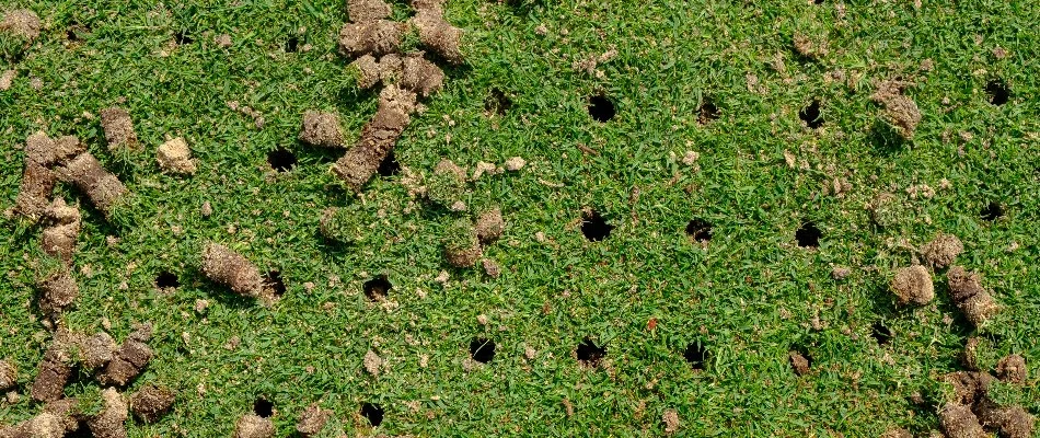 Lawn in Columbus, GA, with holes and aeration soil plugs.