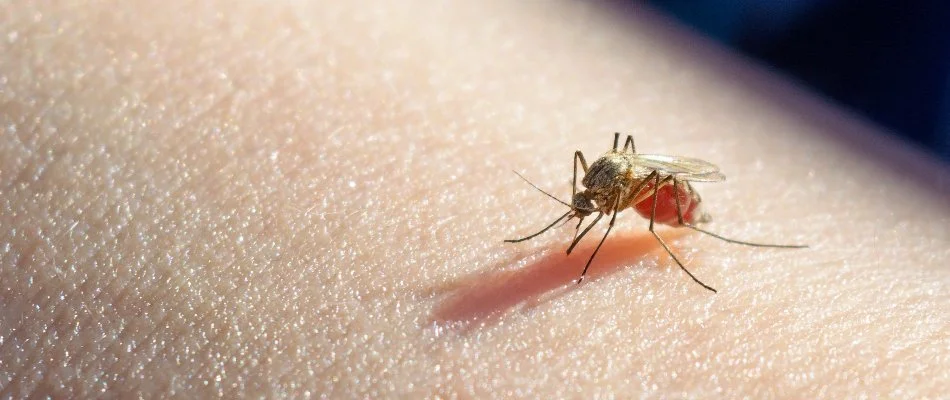 Mosquito on skin in Columbus, GA.