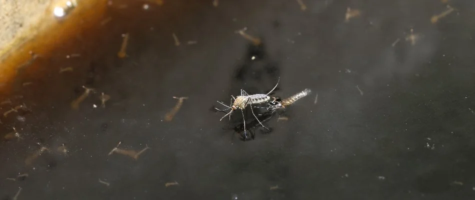 Standing water in Columbus, GA, with a mosquito laying eggs.