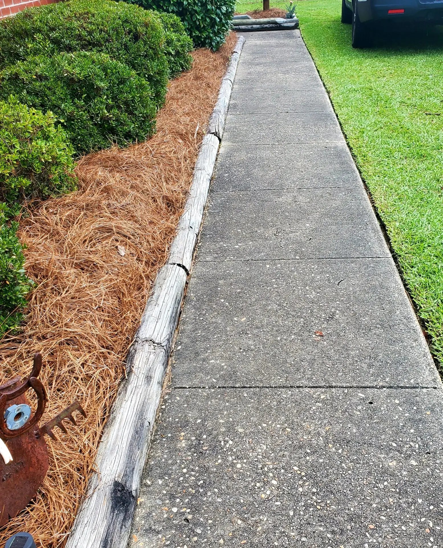 pinestraw 2 Fresh pine straw in a flower bed