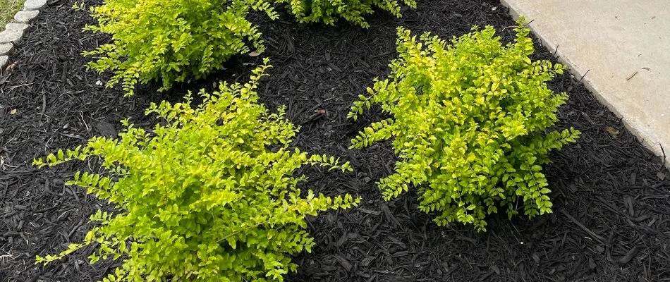 Black mulch on a landscape in Columbus, GA, with small plants.