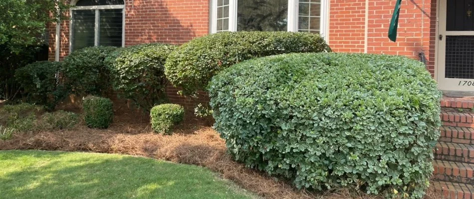 Brick house in Columbus, GA, with full, thick shrubs.