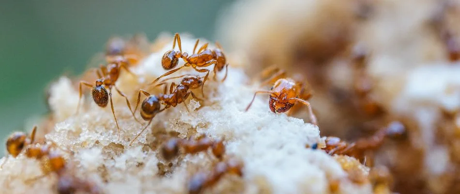 Closeup of fire ants on a dirt mound in Columbus, GA.
