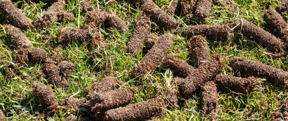 Aeration plugs on a lawn in Columbus, GA.