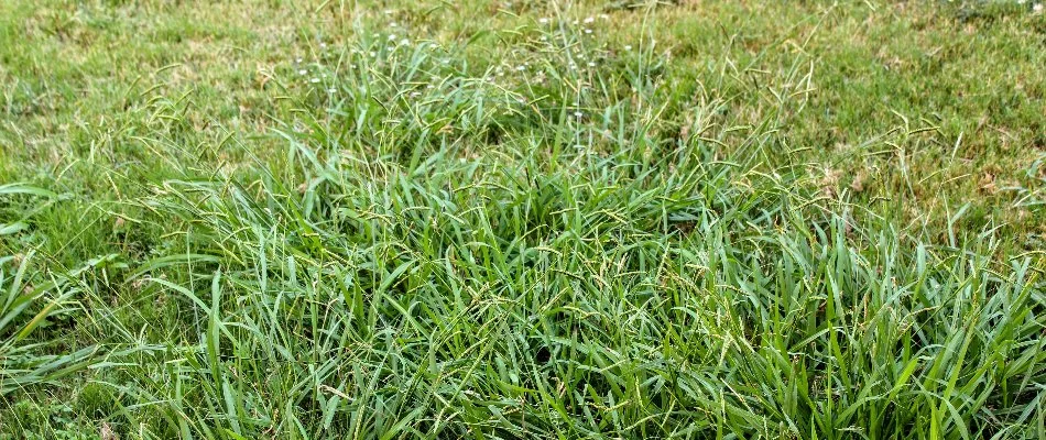 Crabgrass weeds on a lawn in Columbus, GA.