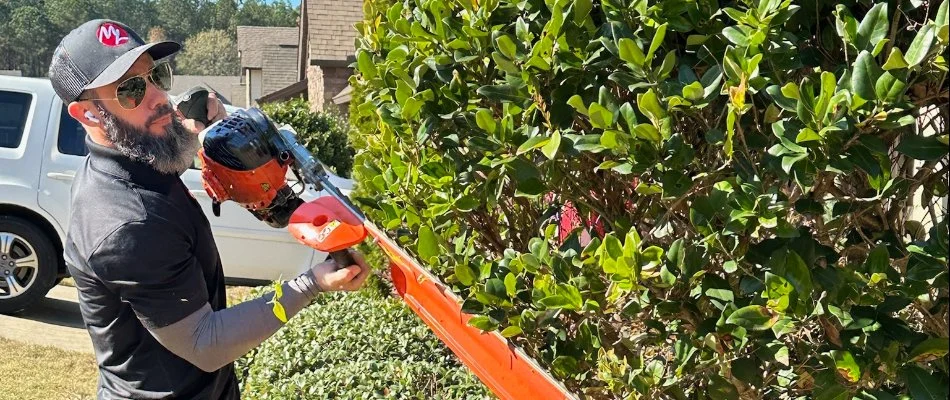 Crew trimming a shrub in Ladonia, AL.