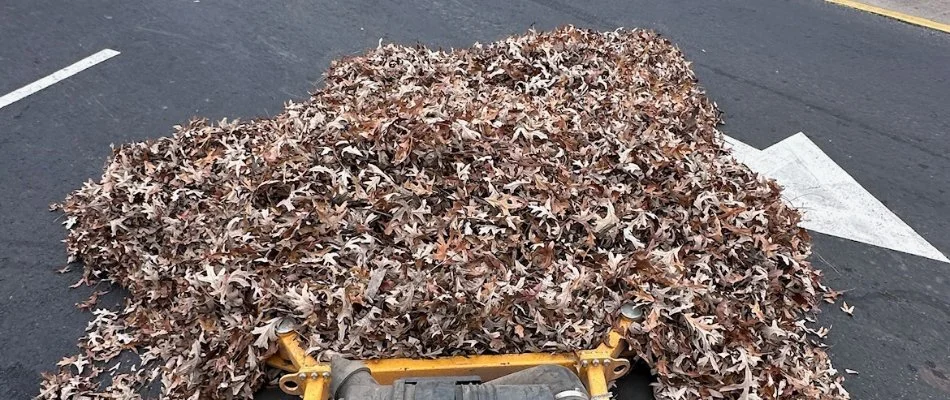 Dry leaves from a lawn in Columbus, GA, on the curb.