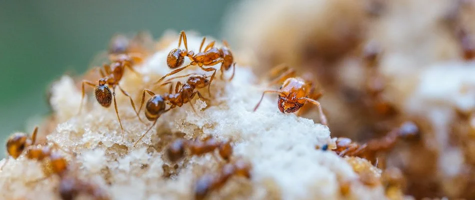 Fire ants on the ground in Columbus, GA.