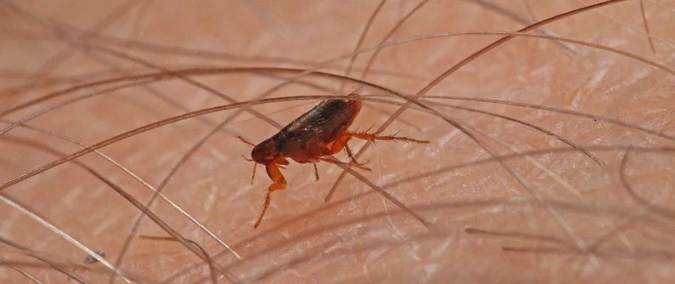 Flea in Columbus, GA, on skin.