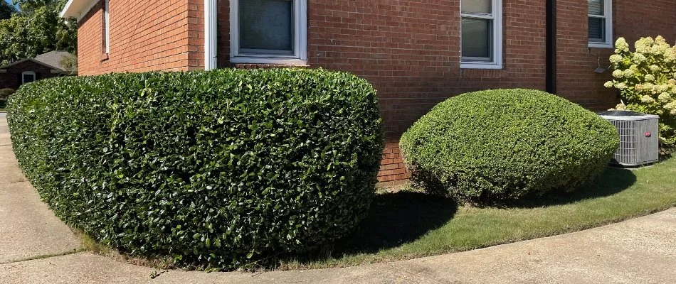 Freshly trimmed shrubs in Cataula, GA.
