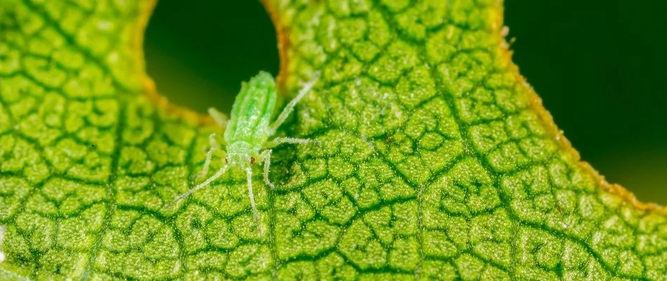 Green aphis eating a plant leaf in Columbus, GA.