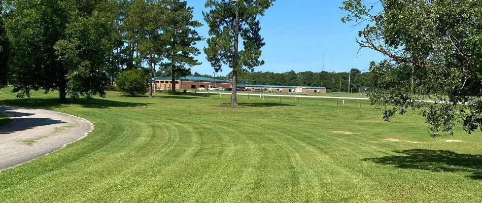 Healthy green grass in Ladonia, AL, with tall trees.