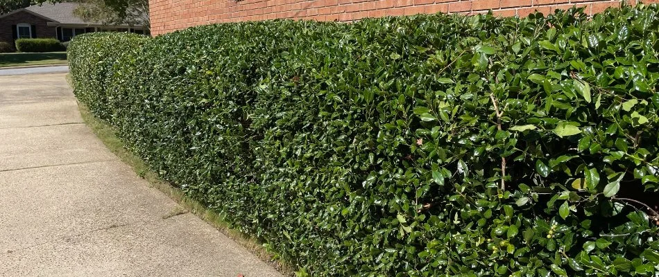 Healthy, neat shrub in Salem, AL, along a walkway.