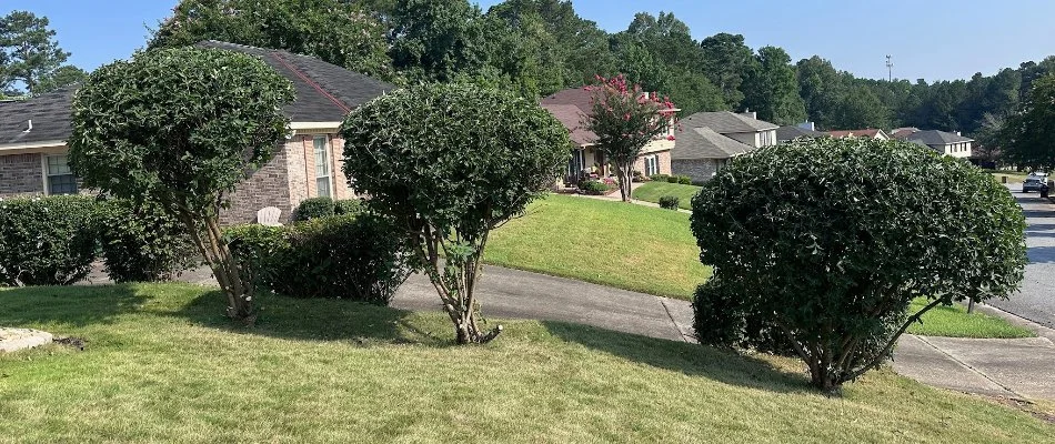 Healthy shrubs on a lawn in Phenix City, AL.