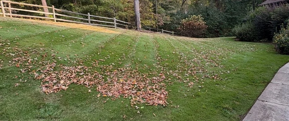 Lawn in Columbus, GA, with dry leaves.