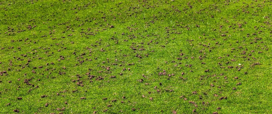 Lawn with aeration cores in a property in Columbus, GA.