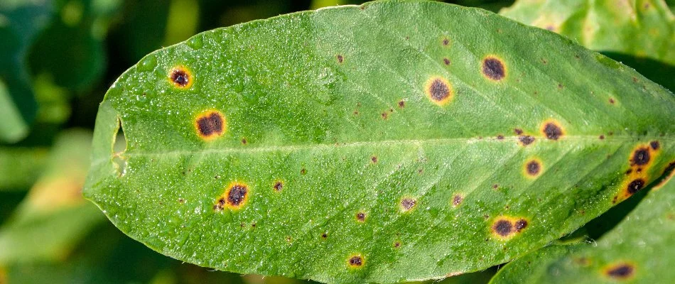 Disease on a plant in Columbus, GA.