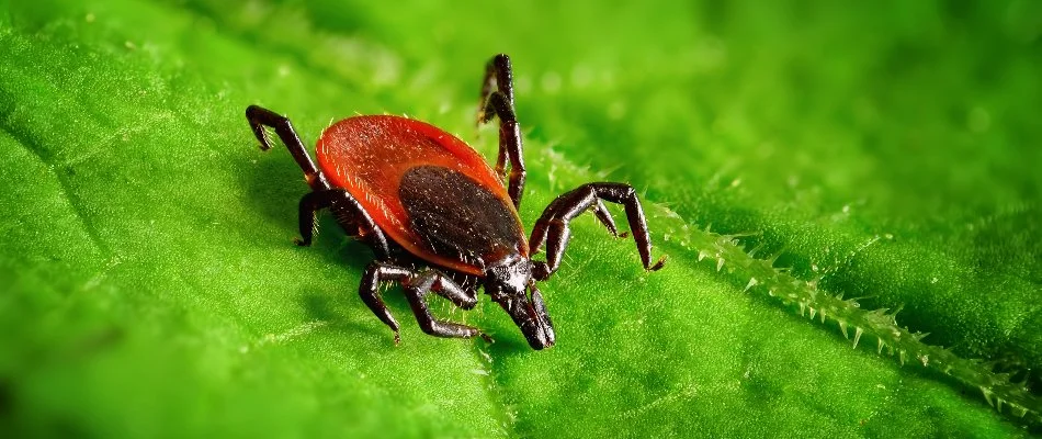 Leaf in Columbus, GA, with a deer tick.