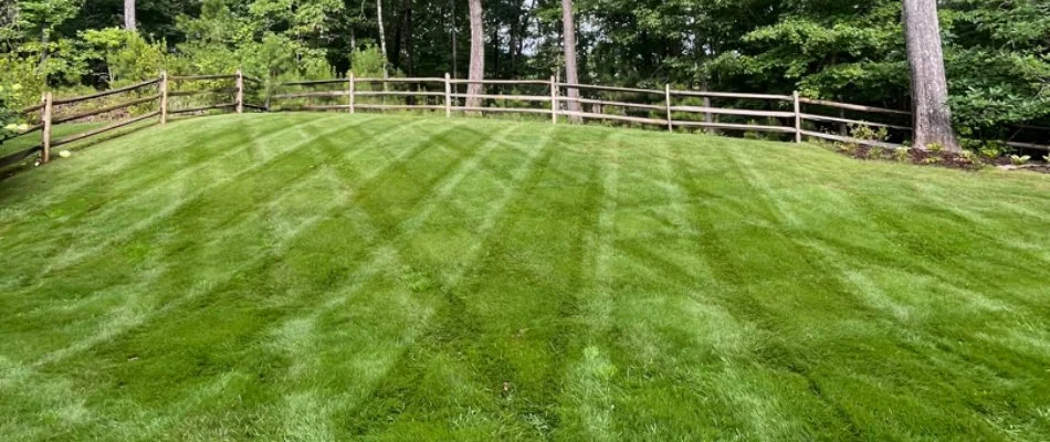 Lush grass in Muscogee County, GA, with mowing stripes.