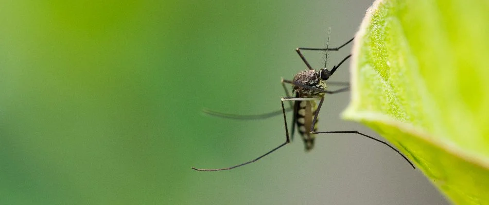 Mosquito attached to a leaf in Columbus, GA.