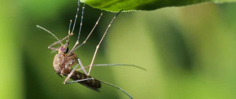 Mosquito in Columbus, GA, hanging off a plant leaf.