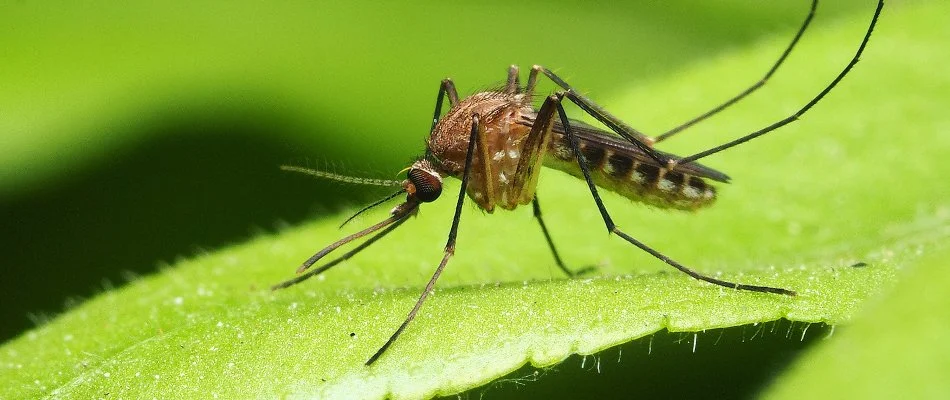 Mosquito on a leaf in Ellerslie, GA.