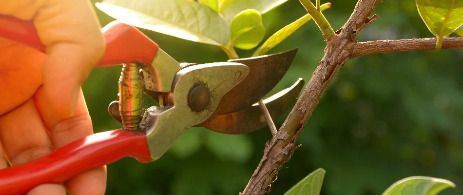 Worker pruning shrub in Columbus, GA.