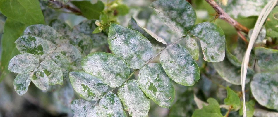 Powdery mildew on leaves in Columbus, GA.