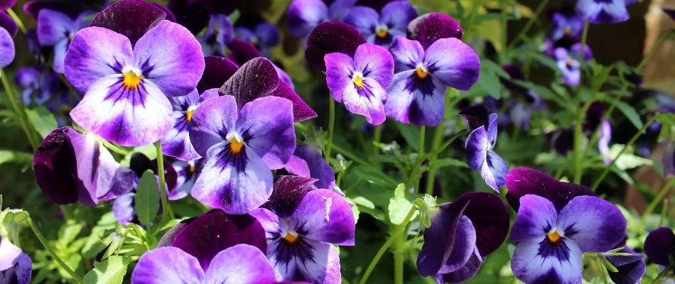 Purple pansies on a landscape in Columbus, GA.