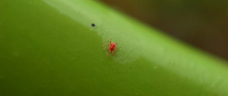 Red chigger in Columbus, GA, on a plant stem.