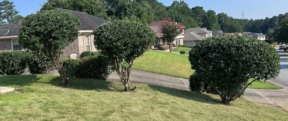 Small trees on a residential property in Columbus, GA.