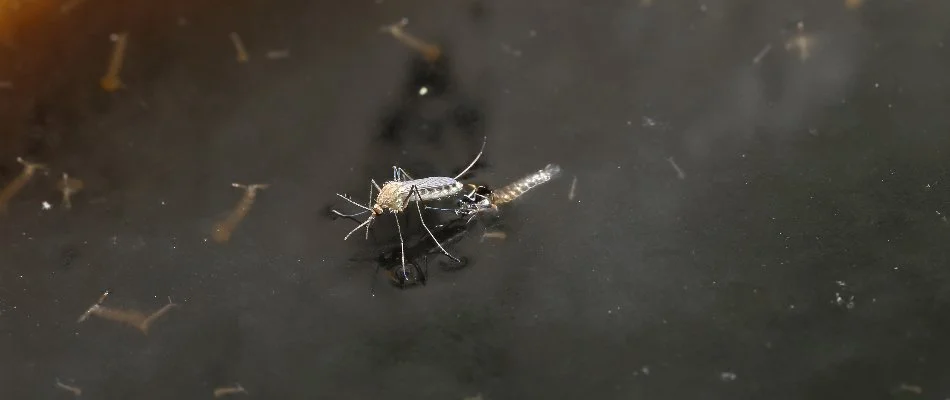 Standing water in Salem, AL, with mosquito and larvae.