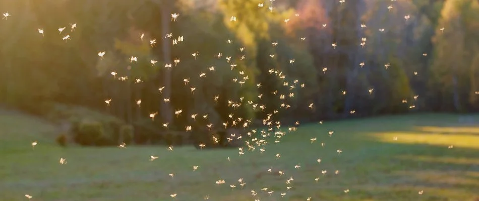 Healthy green lawn in Columbus, GA.