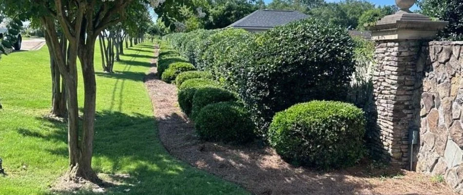Tree and shrubs in a landscape bed in Muscogee County, GA.