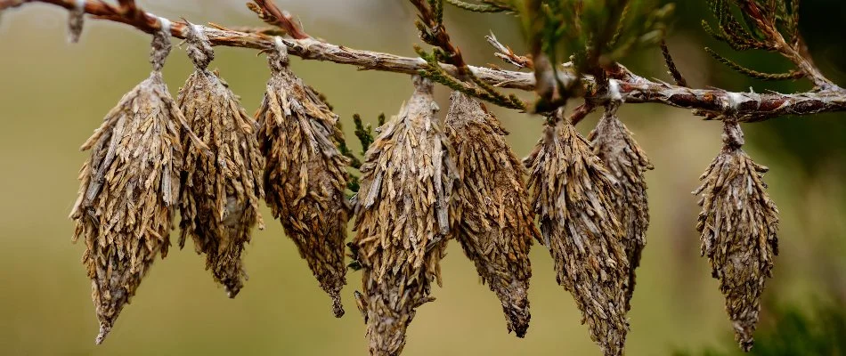 Tree branch in Columbus, GA, with bagworms.