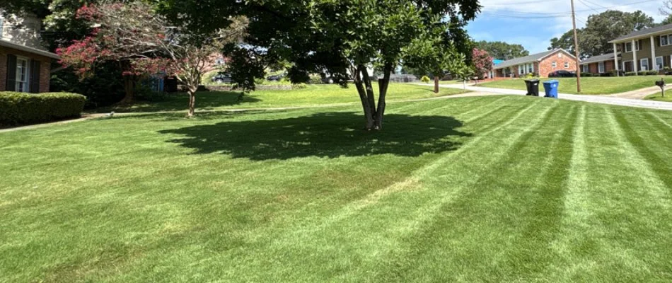 Tree in Salem, AL, on a healthy mowed lawn.