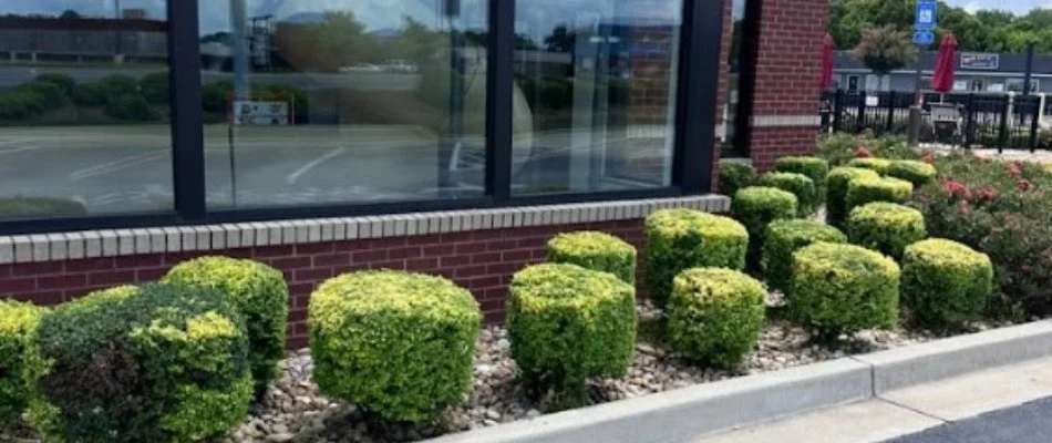 Trimmed shrubs in front of a business in Ellerslie, GA.