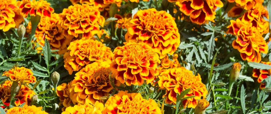 Vibrant marigold flowers on a landscape in Columbus, GA.