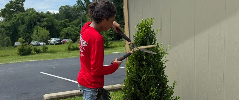 Worker in red shirt pruning a small tree in Columbus, GA.
