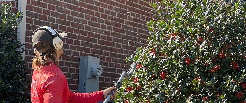Worker trimming a small tree with red berries in Columbus, GA.