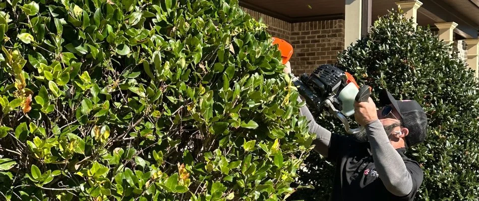 Worker trimming a tree in Columbus, GA.
