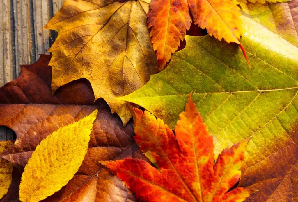 fall leaves