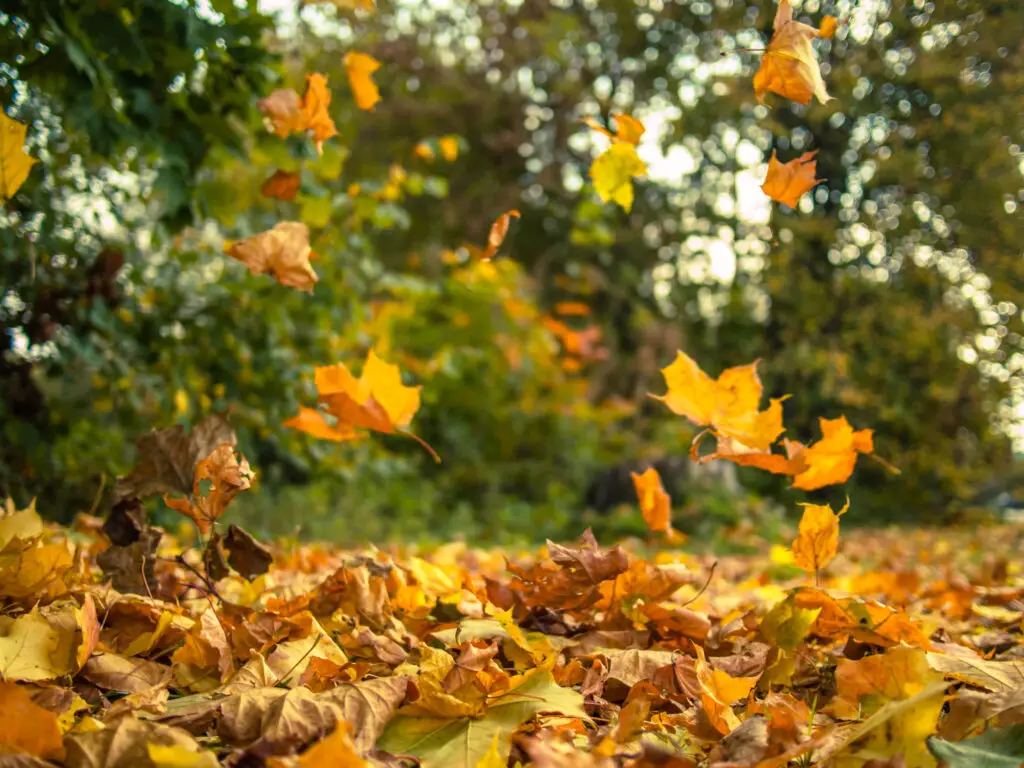 Leaves in the yard