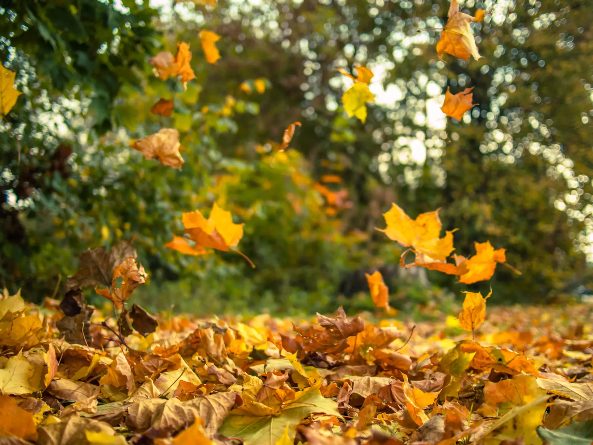 Leaves in the yard