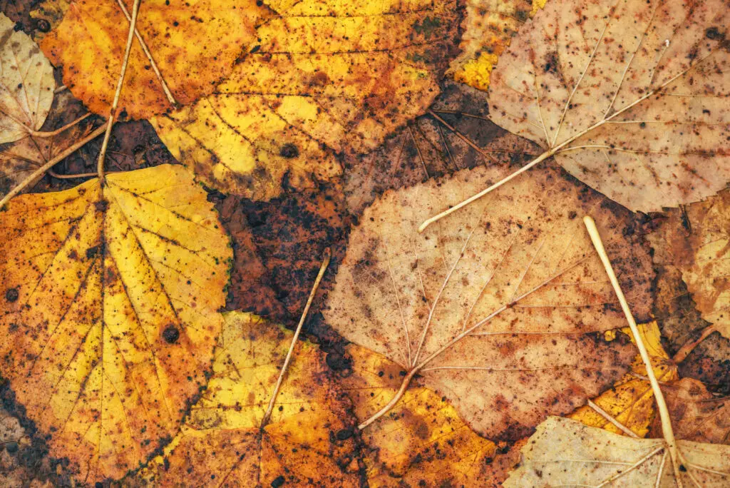 Wet fall leaves