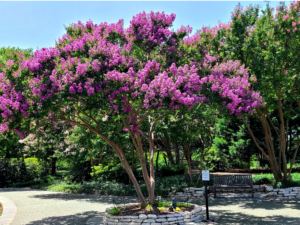 Read more about the article Trim it Right: Mastering the Art of Crepe Myrtle Trimming Without the Drama!